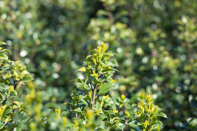 Ilex meserveae 'Heckenstar', Stechpalme, immergrün, 150–175 cm