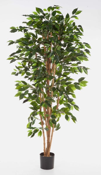 Künstliche Ficus-Pflanze mit mehreren Stämmen und dichten grünen Blättern in einem schwarzen Topf.
