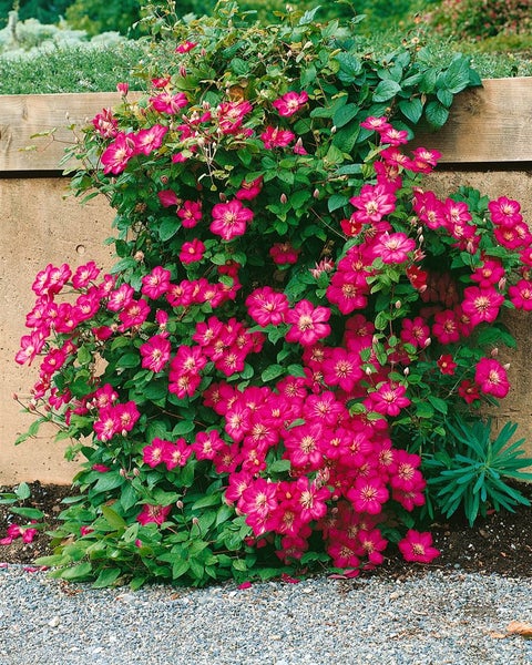 Clematis Hybride 'Ville de Lyon', Waldrebe, karminrot, 80–100 cm
