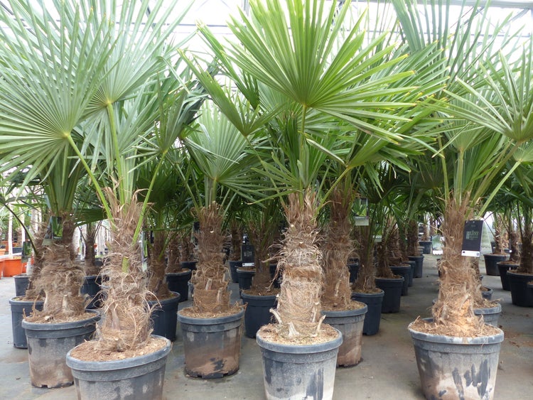 5 Stück XXL Stämme Palme winterhart 180 cm Trachycarpus fortunei, Hanfpalme, Top-Qualität