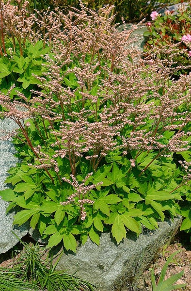 Pflanze mit grünen Blättern und kleinen Blüten