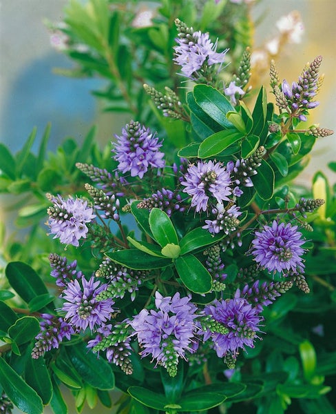Hebe Strauch mit violetten Blüten und grünen Blättern