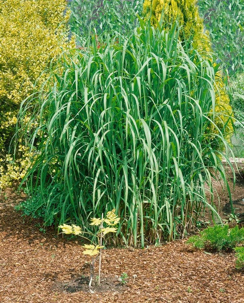 Miscanthus giganteus 'Aksel Olsen', Chinaschilf, 3-5 Liter Container