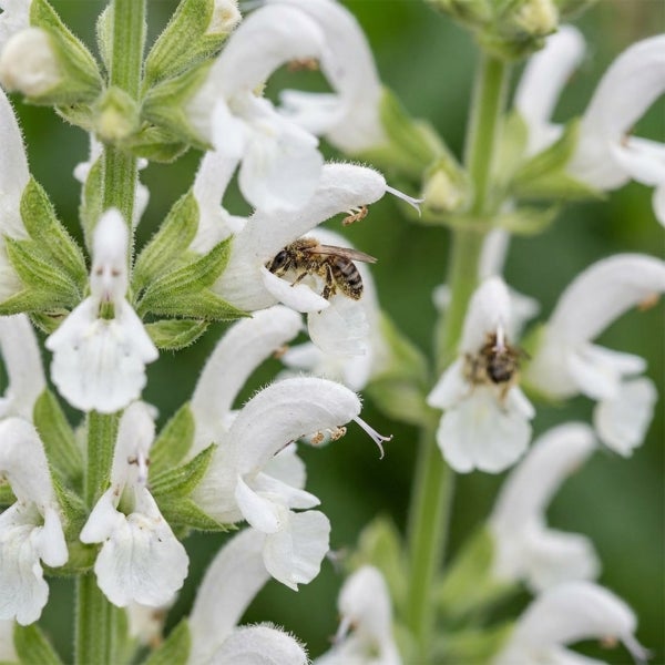 Weiße Steppensalbei mit einer Honigbiene auf einer Blüte.