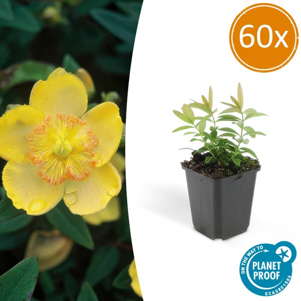 60er-Pack Johanniskraut im Topf, gelbe Blüte, Planet Proof Zertifikat.