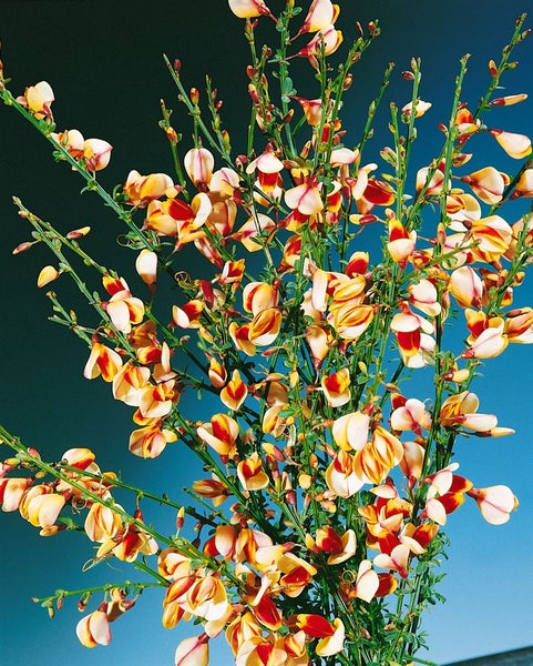 Cytisus scoparius 'Liza', Besenginster, gelb-rot, 60–80 cm