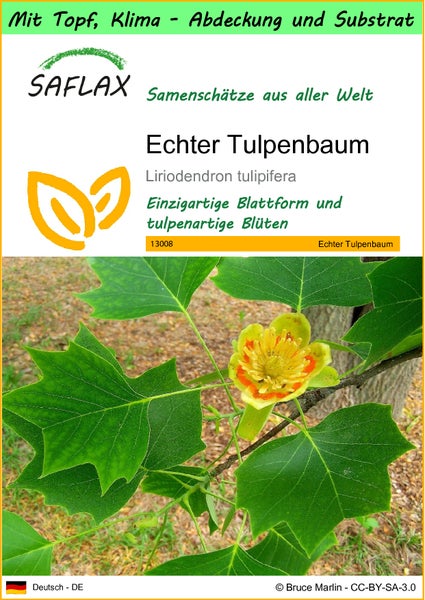 SAFLAX Garden to go - Echter Tulpenbaum - Liriodendron tulipifera  - 20 Samen - Mit Topf, Klima - Deckel und Anzuchtsubstrat