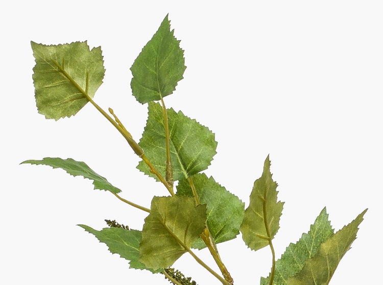 Nahaufnahme eines Birkenzweigs mit grünen Blättern und Kätzchen.