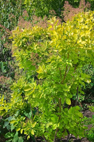 Perückenstrauch im Garten