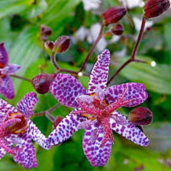 Nahaufnahme von Tropfenorchideenblüten