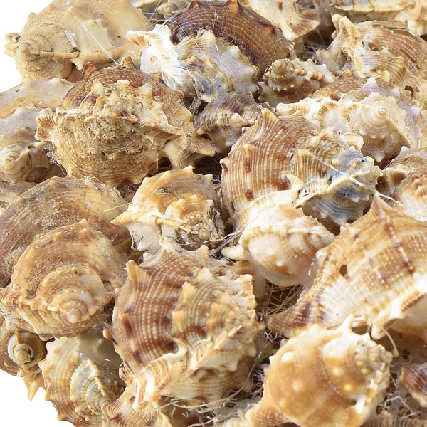 Meerere Stachelschneckenhäuser liegen übereinander