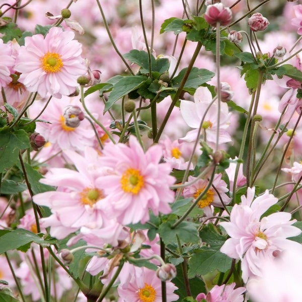 Nahaufnahme von rosa Herbst-Anemonen im Garten.