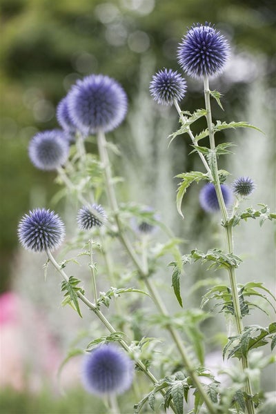 Echinops ritro, Kugeldistel, stahlblau, ca. 9x9 cm Topf