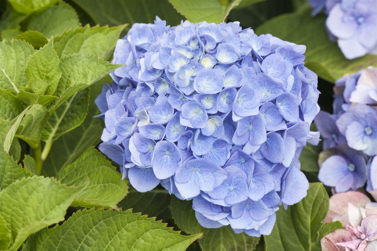 Hydrangea macrophylla 'Bela', Hortensie, rosa, 40–60 cm