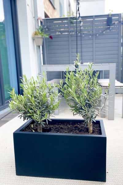 Zwei kleine Olivenbäume in einem rechteckigen dunklen Pflanzkasten auf einer hellen Terrasse mit einem Sichtschutzzaun im Hintergrund.