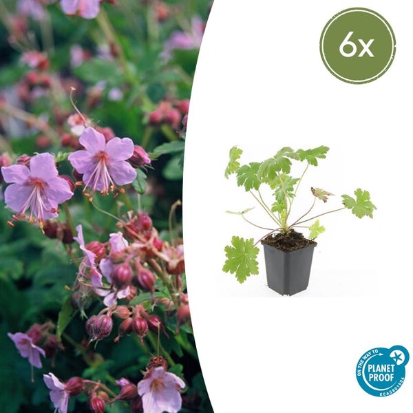 Sechser-Set Balkan-Storchschnabel Geranium macrorrhizum im Topf, Nahaufnahme blühender Pflanze, On the way to Planet Proof Siegel.