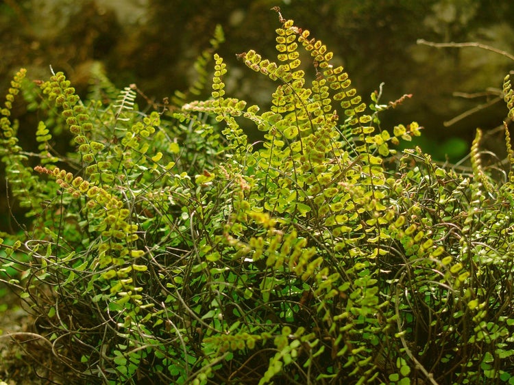 Asplenium trichomanes, Braunstieliger Streifenfarn, ca. 9x9 cm Topf