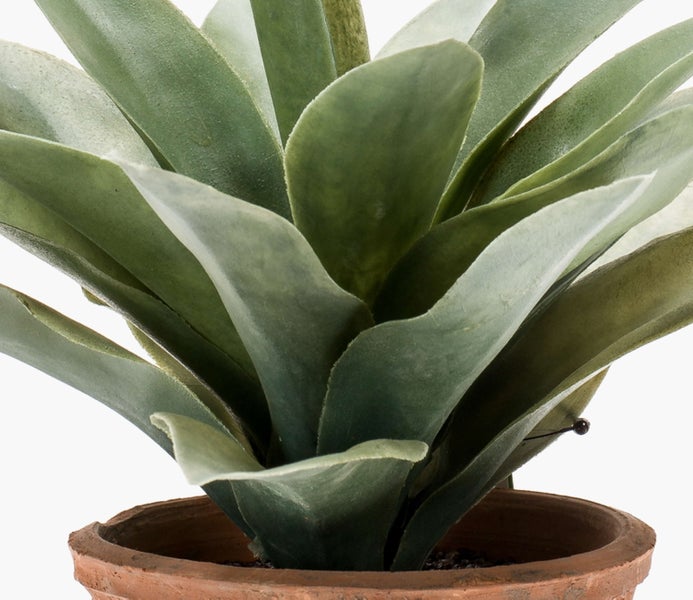 Künstliche Korbmarante Calathea im quadratischen Glasgefäß mit Dekosteinen und sichtbarem Wurzelwerk.