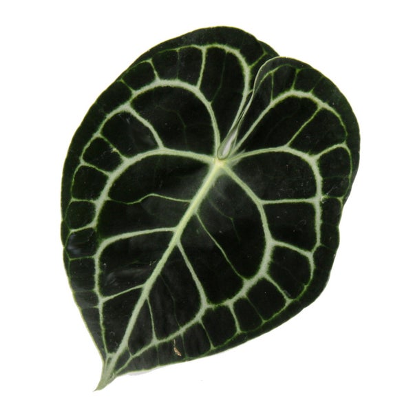 Herzförmiges Blatt der Anthurium clarinervium mit markanter heller Aderung.