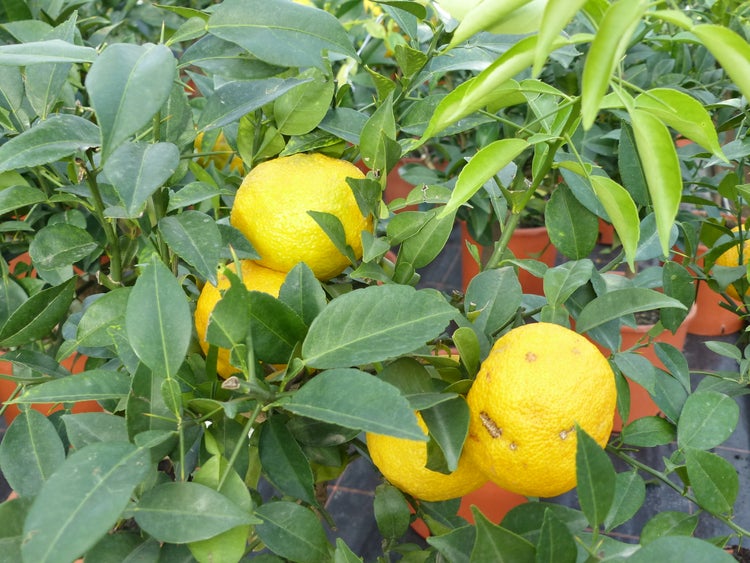 Citrus Yuzu 70 - 80 cm, Zitronenbaum Zitrone, japanische Zitrone, winterhart