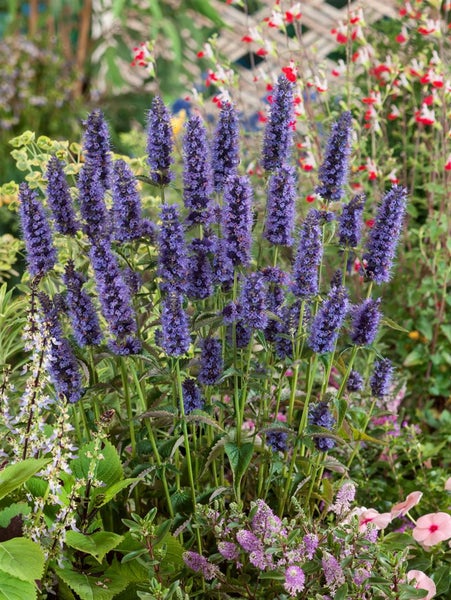 Agastache rugosa 'Black Adder', Duftnessel, violett, ca. 11x11 cm Topf