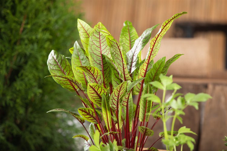 Rumex sanguineus, Blutampfer, dekoratives Laub, ca. 9x9 cm Topf