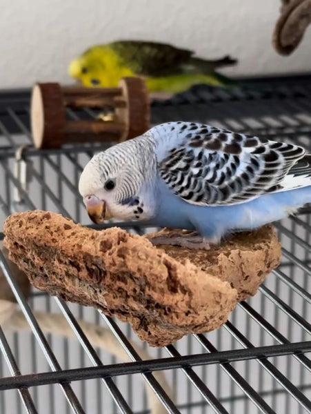 Wellensittich auf einer Sitzstange aus Naturkork in einem Vogelkäfig.