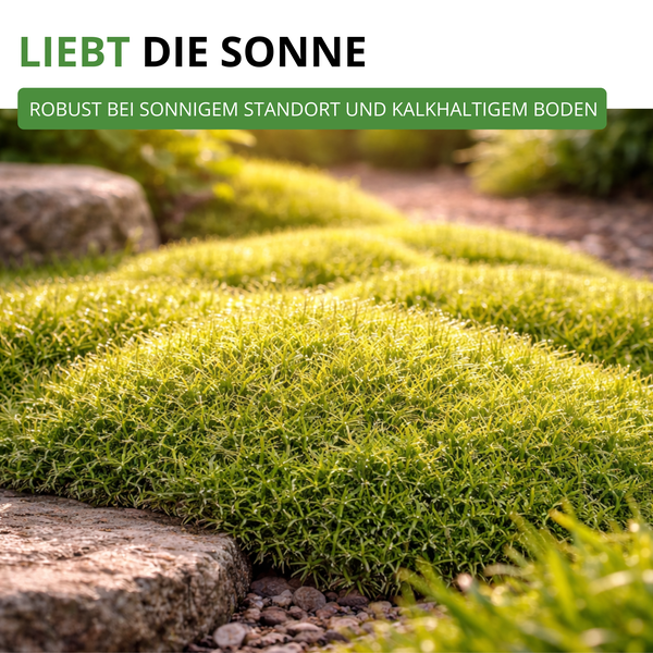 Polsterbildende Bodendecker-Pflanze in sonnigem Steingarten. Text: Liebt die Sonne, robust bei sonnigem Standort und kalkhaltigem Boden.
