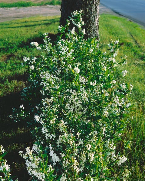 Blühender Maiblumenstrauch mit zahlreichen kleinen weißen Blüten und grünen Blättern im Garten.