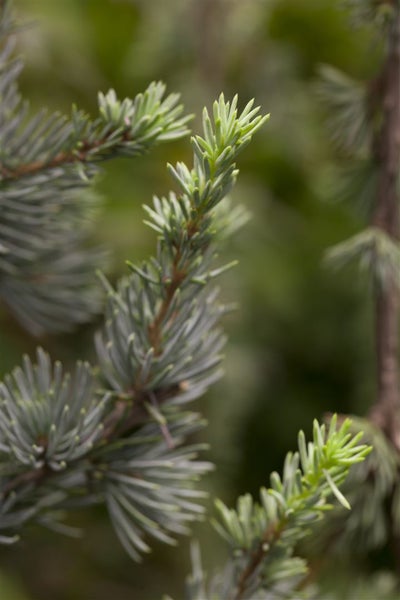 Cedrus libani, Libanon-Zeder, 60–80 cm
