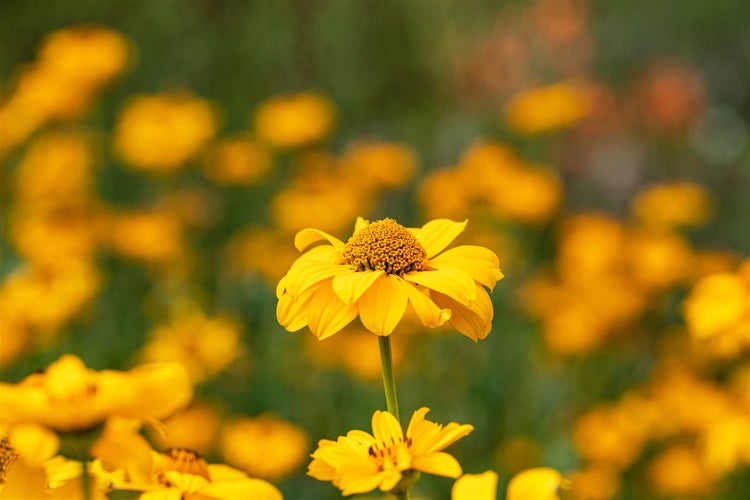 Heliopsis scabra 'Sommersonne', Sonnenauge, gelb, ca. 11x11 cm Topf