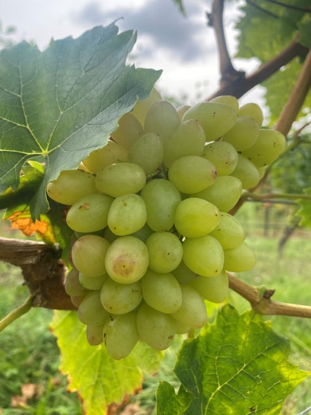 Eine Traube heller Weintrauben wächst an einer Rebe im Weinberg.