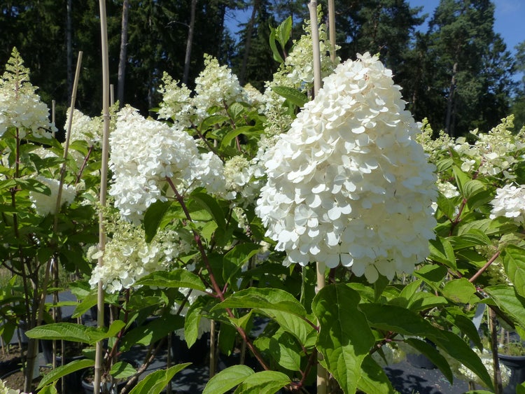 Rispenhortensie Hydrangea paniculata mit großen, weißen Blütenrispen und grünen Blättern im Garten.
