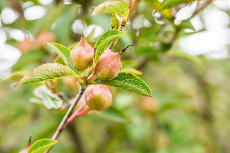 Stewartia pseudocamellia, Japanische Scheinkamelie, 125–150 cm
