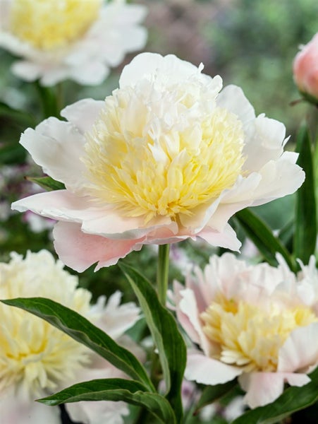 Nahaufnahme einer Pfingstrose mit weißen und gelben Blütenblättern