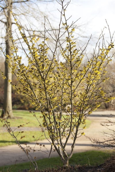 Hamamelis intermedia 'Arnold Promise', Zaubernuss, gelb, 60–80 cm