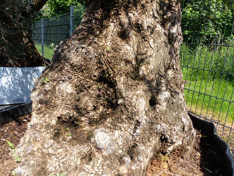 genau dieser Baum L1 Olivenbaum 250 cm, knorrige alte urige Olive winterhart