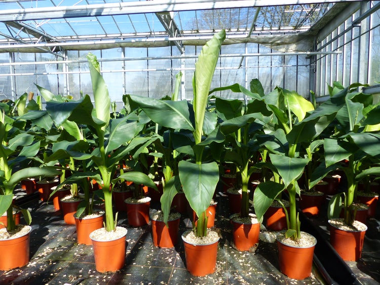 Bananenstaude Musa Basjoo 100 - 120 cm winterhart Staude japanische Faserbanane