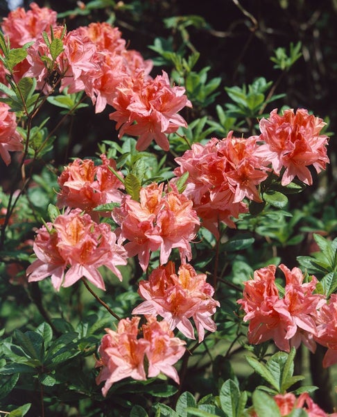 Rhododendron luteum 'Cecile', gelb, 50–60 cm