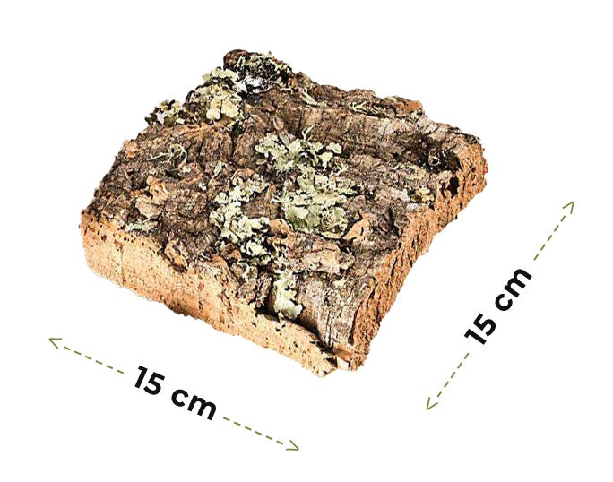 Quadratisches Stück Naturkorkrinde für Terrarien mit den Maßen 15 mal 15 Zentimeter.