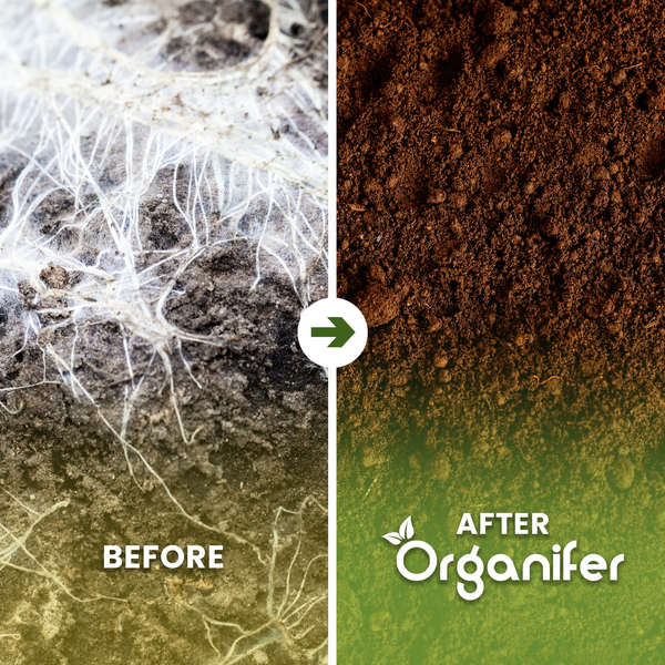 Vorher-Nachher-Bild von Erde, die mit einem Bodenverbesserer behandelt wurde