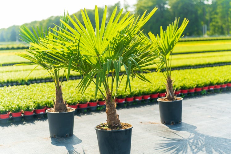 Hanfpalmen Trachycarpus fortunei in Töpfen in einer Gärtnerei.
