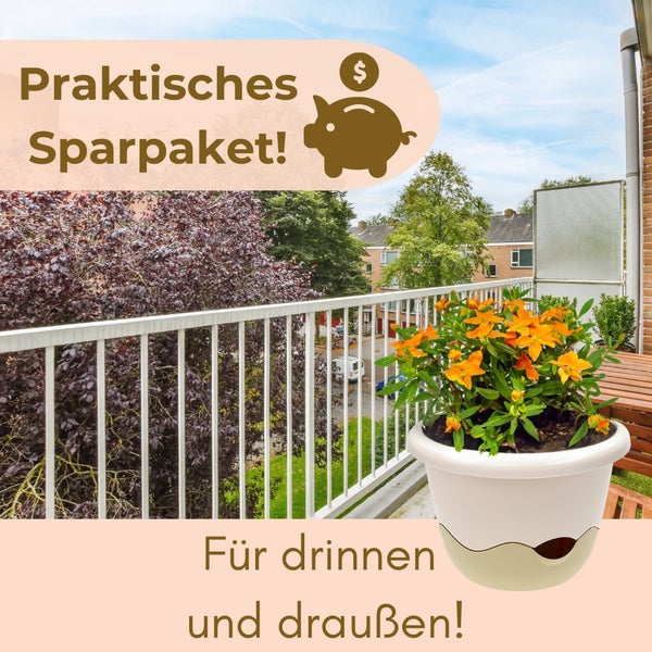 Blumentopf mit oranger Blüte für drinnen und draußen als Sparpaket
