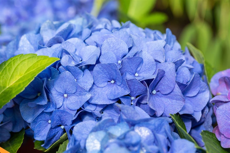 Nahaufnahme einer blauen Hortensienblüte