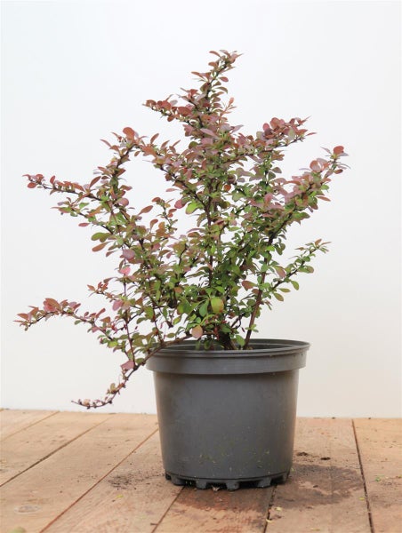 Berberitze mit roten Blättern im Garten