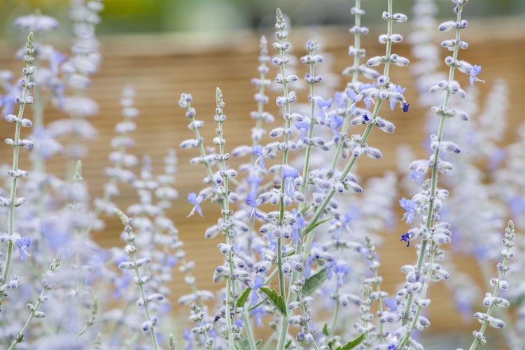 Perovskia atriplicifolia 'Lacey Blue', Blauraute, silberblau, 40–60 cm