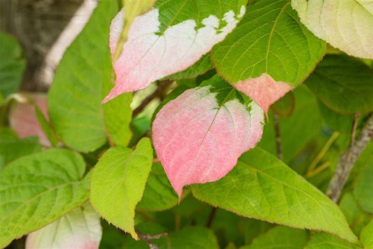 Actinidia kolomikta, Kiwi, 40–60 cm, dekoratives Laub