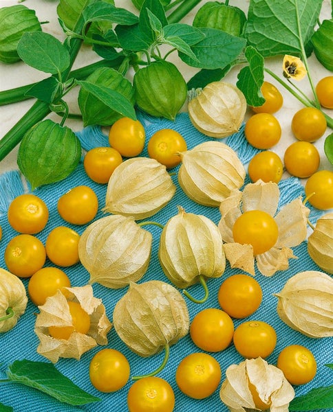Physalis-Früchte mit Blättern auf einem Tuch