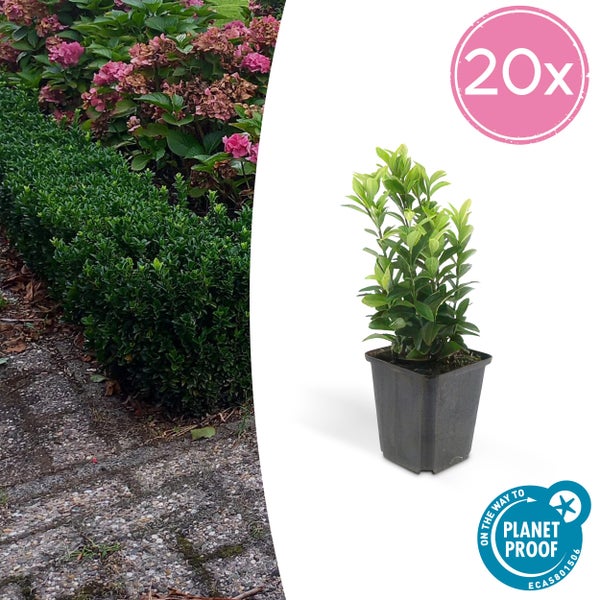 Bodendecker - Kriechspindel - Euonymus japonicus 'Green Spire' - 9cm Topf - Set mit 20 Pflanzen