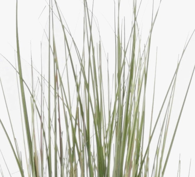 Feine, lange grüne Grashalme einer Zierpflanze.